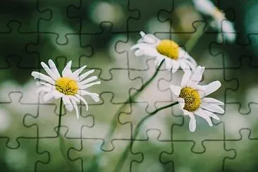 OK jigsaw puzzle