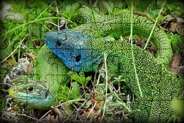 Couple lézards verts jigsaw puzzle