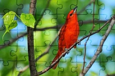 Imagem jigsaw puzzle