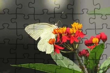 Imagem jigsaw puzzle