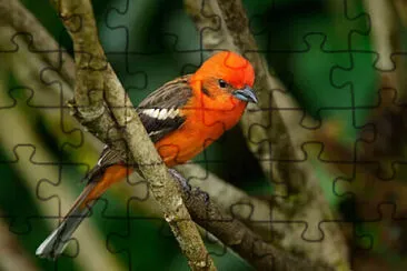 Imagem jigsaw puzzle