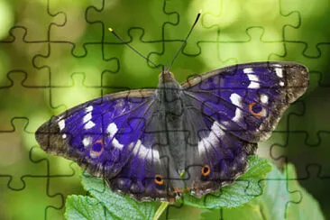 Imagem jigsaw puzzle