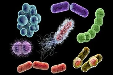 Bacterias jigsaw puzzle