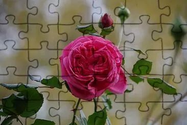 OK jigsaw puzzle