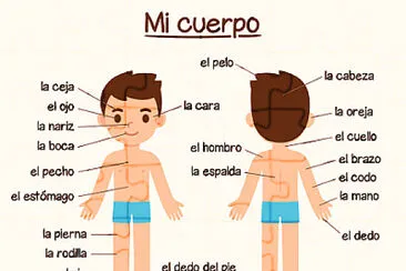 El cuerpo humano.