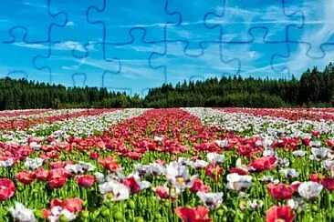 Foto jigsaw puzzle