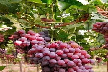 פאזל של uvas