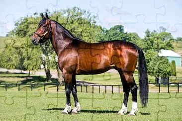 פאזל של standardbred