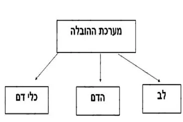 ×—×œ×§×™ ×ž×¢×¨×›×ª ×”×”×•×‘×œ×” jigsaw puzzle