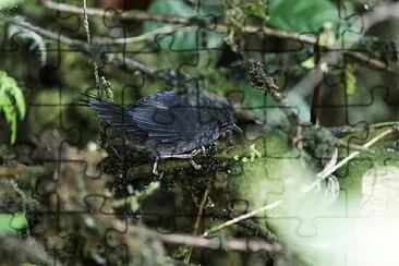 פאזל של Tapaculo ash-colored