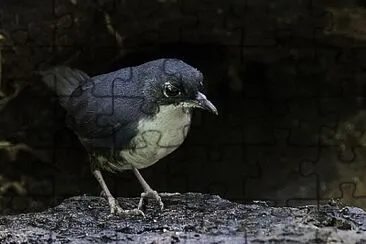 Tapaculo bahia jigsaw puzzle