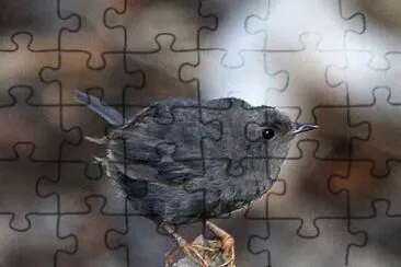 Tapaculo scuro jigsaw puzzle