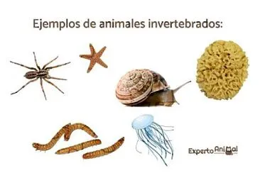 invertebrados