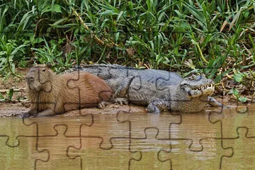 1 jigsaw puzzle