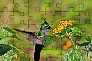 Colibrì crestato jigsaw puzzle