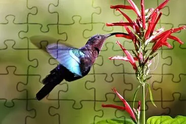 Colibrì dei caraibi golapurpurea jigsaw puzzle