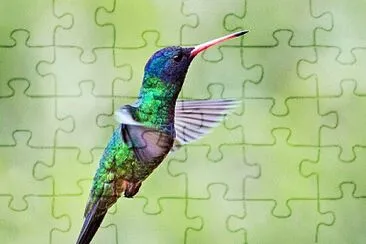 Colibrì testa blu jigsaw puzzle