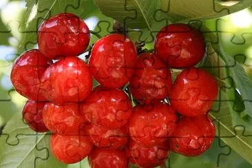 Mes cerises, Salles, Tarn jigsaw puzzle