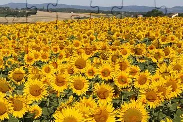 Champ de tournesol, Tarn