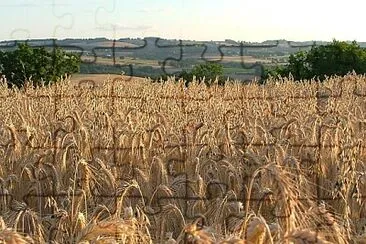 Champ de ble, Tarn jigsaw puzzle