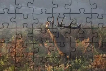 Foto jigsaw puzzle