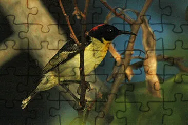 Myzomela jugularis jigsaw puzzle