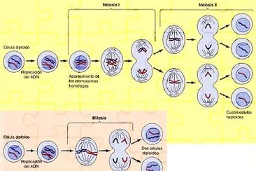 MITOSIS VS MEIOSIS