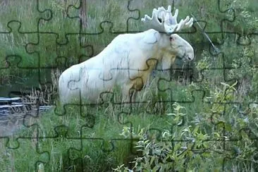 Rare White Mooses, nova scotia jigsaw puzzle