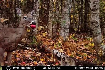 whitetail deer enjoying an apple