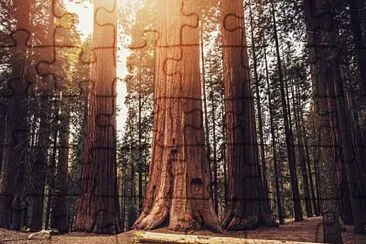 פאזל של Sequoia trees