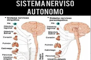 Sistema nervioso autÃ³nomo jigsaw puzzle