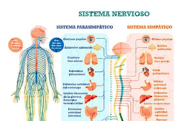 Sistema Nervioso autonomo