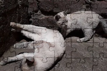 Mis mascotas jigsaw puzzle