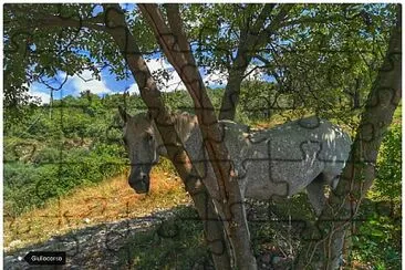 cavallo curioso