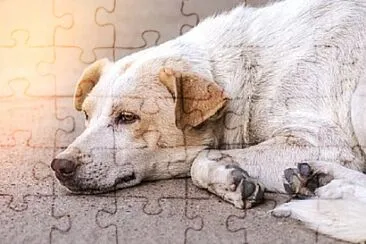 Foto jigsaw puzzle