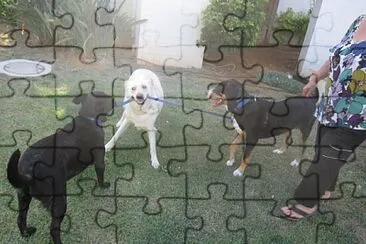 ×œ×™×™× jigsaw puzzle