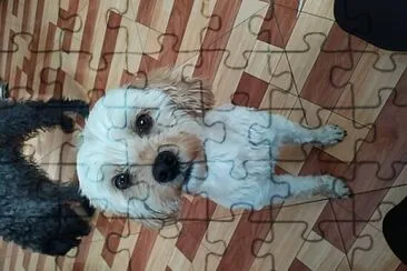 my pet jigsaw puzzle