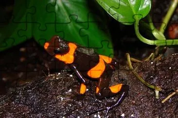 Oophaga lehmanni