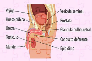 פאזל של Aparato reproductor masculino