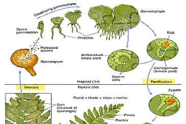 fern LC