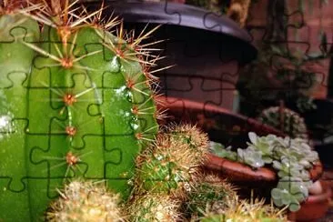 cactos jigsaw puzzle