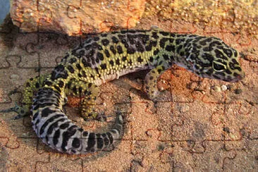 Geco leopardo