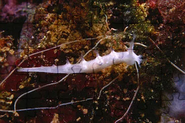 Tritonia nilsodhneri