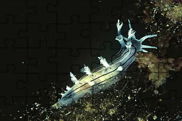 Tritonia striata