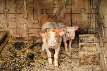 porc+purcel jigsaw puzzle