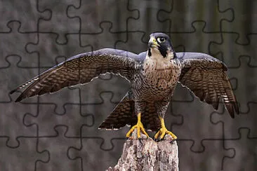 Peregrine Falcon,Endangered Animals in Canada