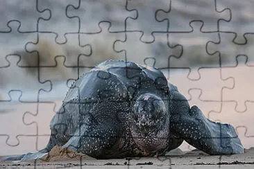 Leatherback Turtle, Endangered Animals in Canada jigsaw puzzle