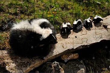 Striped Skunk and babies