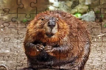 Canada,s Beaver