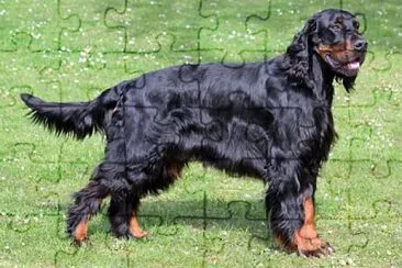 Gordon setter